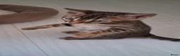 Bengal cats for sale: Bengal kittens - Advert 1