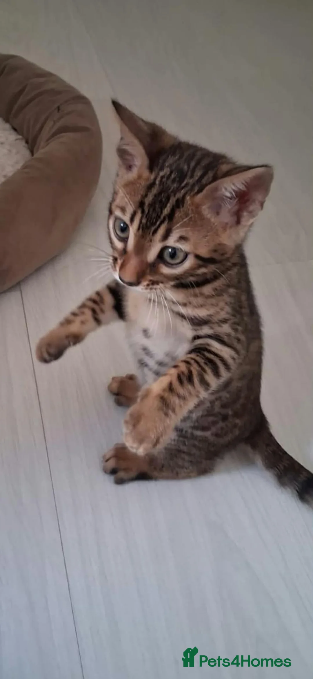 Bengal cats for sale: Bengal kittens - Advert 1