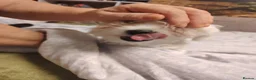 Maltese dogs for sale: New warm home's  in Plymouth - Advert 13