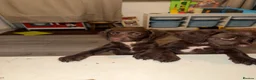 English Springer Spaniel dogs for sale: 6x Brown Springer Puppies  - Advert 7