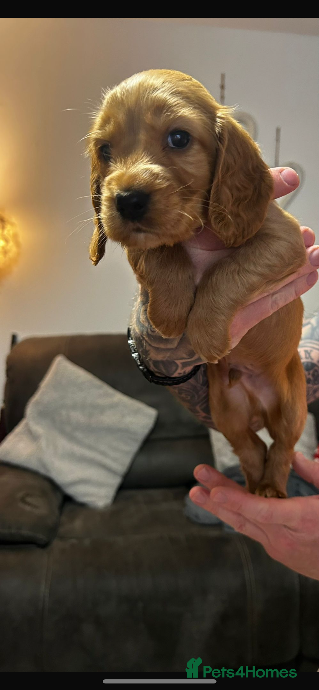 Cocker Spaniel dogs for sale: Cocker spaniels ( show type)  - Advert 12