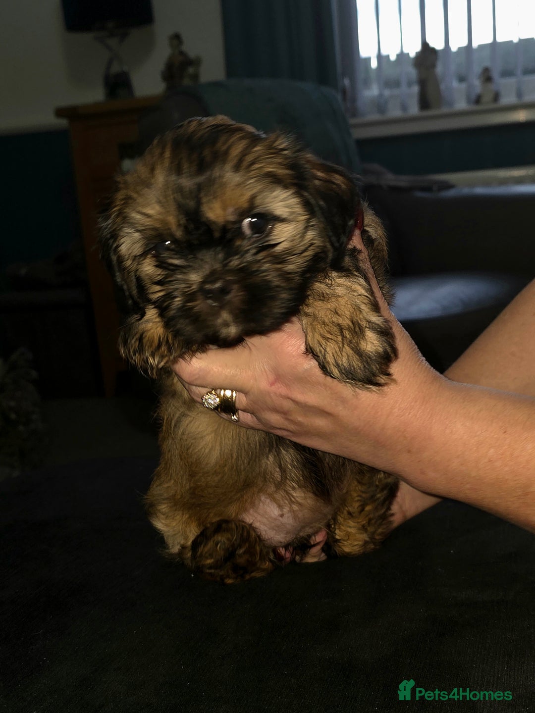 Shihpoo dogs for sale: Shi - Shipoo cross breed - Advert 2