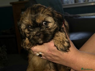 Shihpoo dogs Shi - Shipoo cross breed - Advert 9