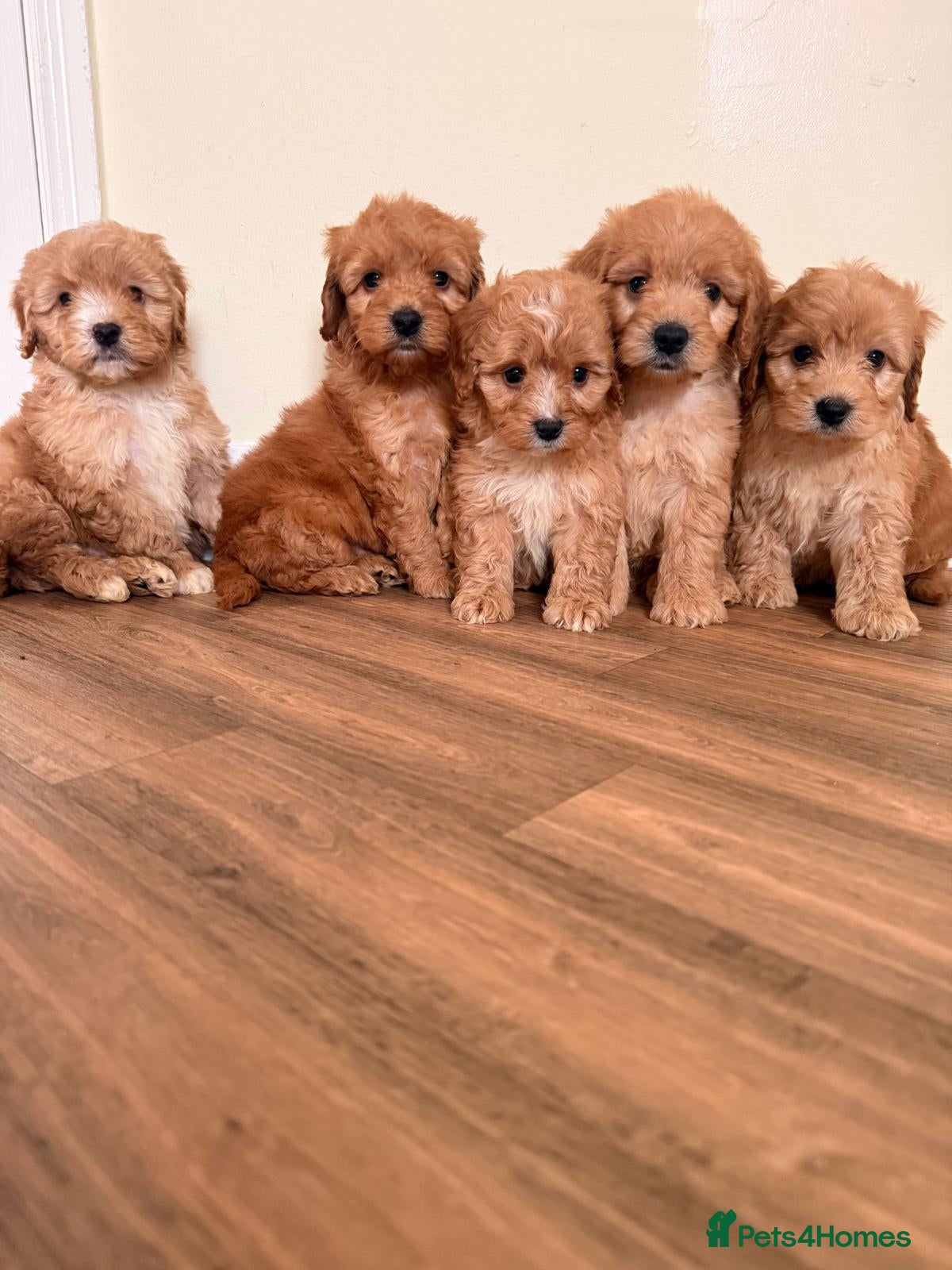 Cockapoo dogs Beautiful puppies ready to go  - Advert 8