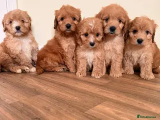 Cockapoo dogs Beautiful puppies ready to go - Advert 5