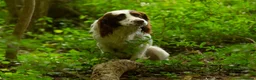 English Springer Spaniel dogs for stud: KC health tested. Hard hunting L&W ESS stud in Chesterfield - Advert 1