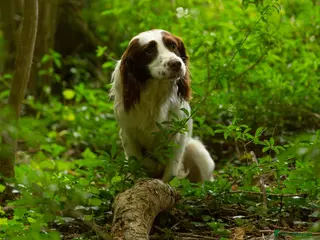 English Springer Spaniel dogs KC health tested. Hard hunting L&W ESS stud in Chesterfield - Advert 5