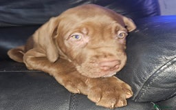 Mastiff dogs for sale: Mastiff Hybrids  - Image 32