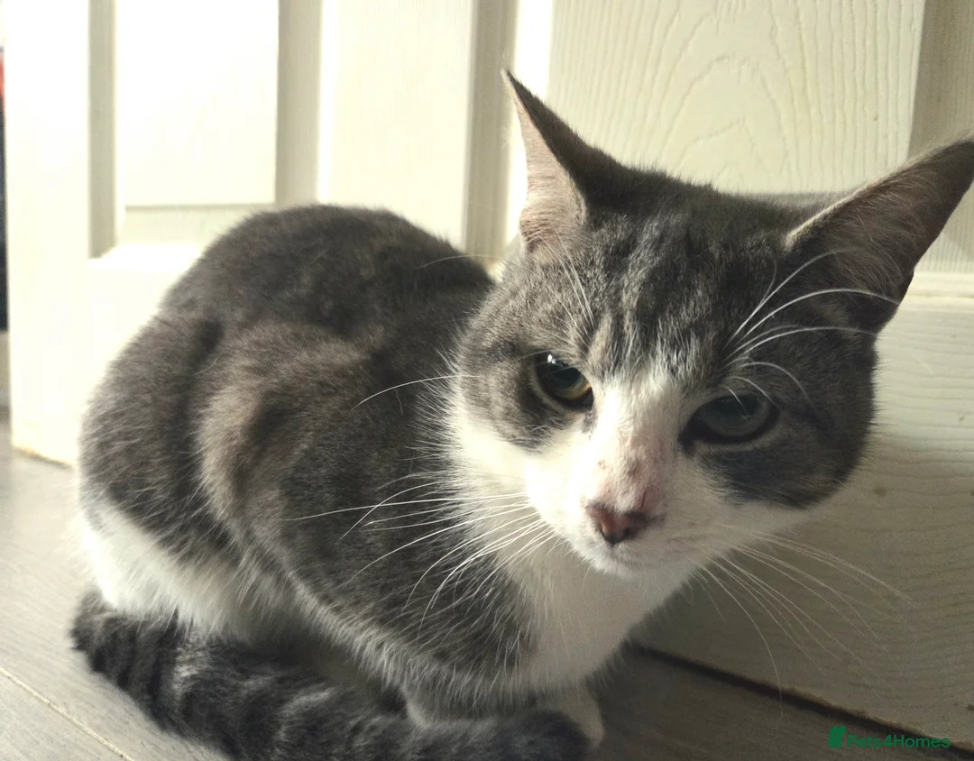 British Shorthair cats for sale: Grey white cats - Advert 5