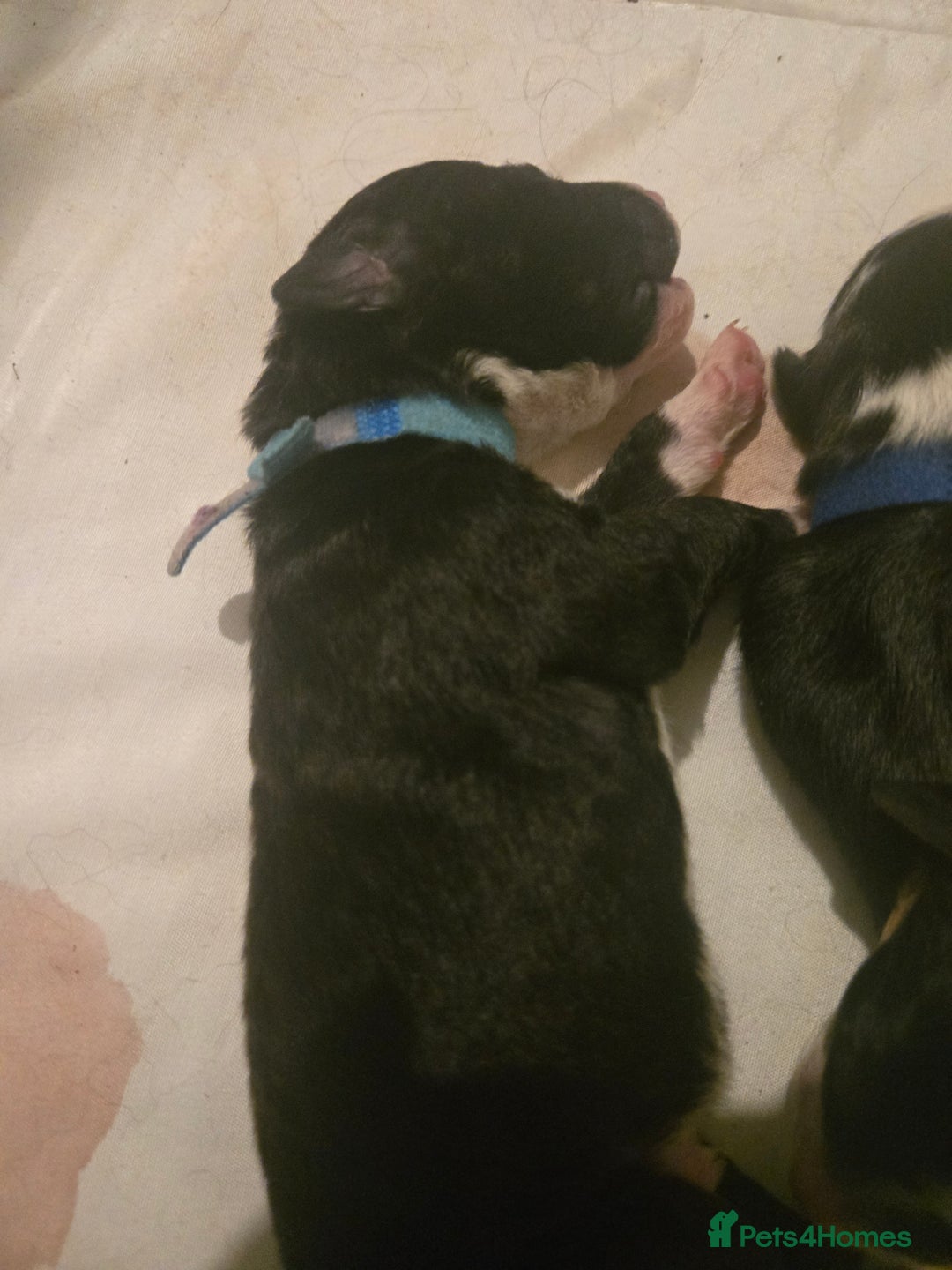 Border Collie dogs for sale: 11 beautiful bored collie puppies  - Image 5