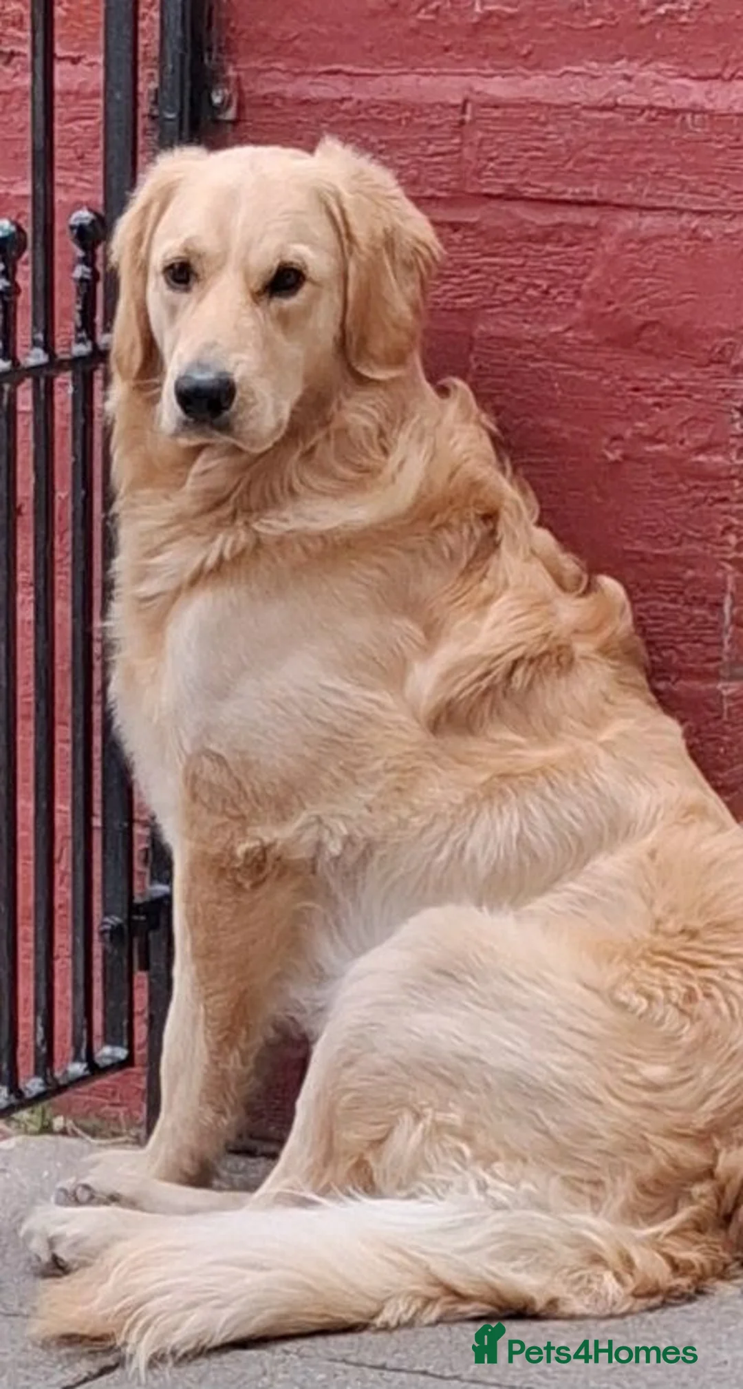 Goldendoodle dogs for stud: STUD MUFFIN PROVEN Mr C - Advert 16