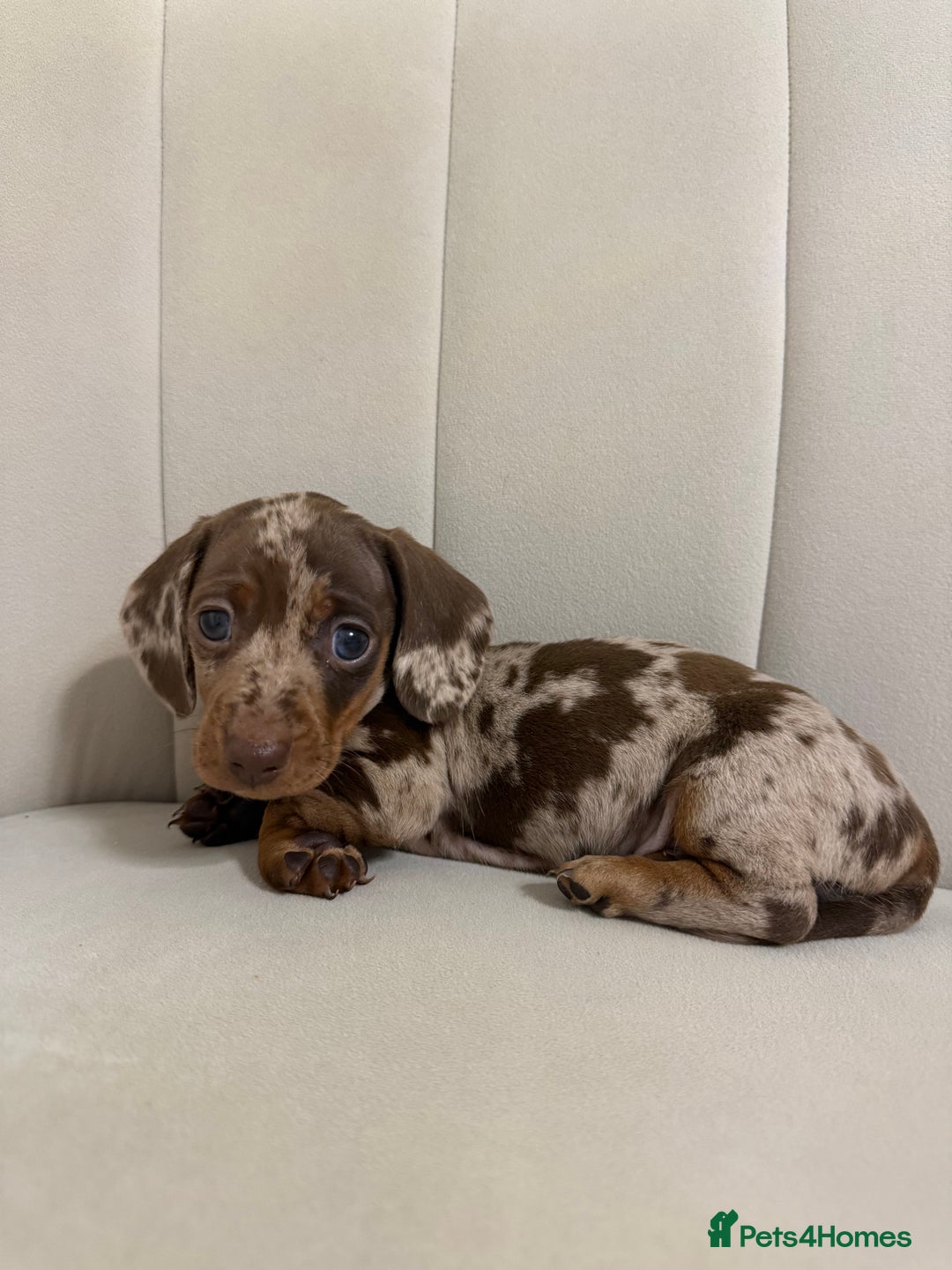 Miniature Dachshund dogs for sale: Male dapple miniature Dachshund  - Advert 2