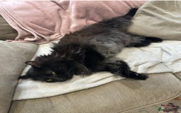 Maine Coon cats for sale: Maine coon cross male  - Advert 4