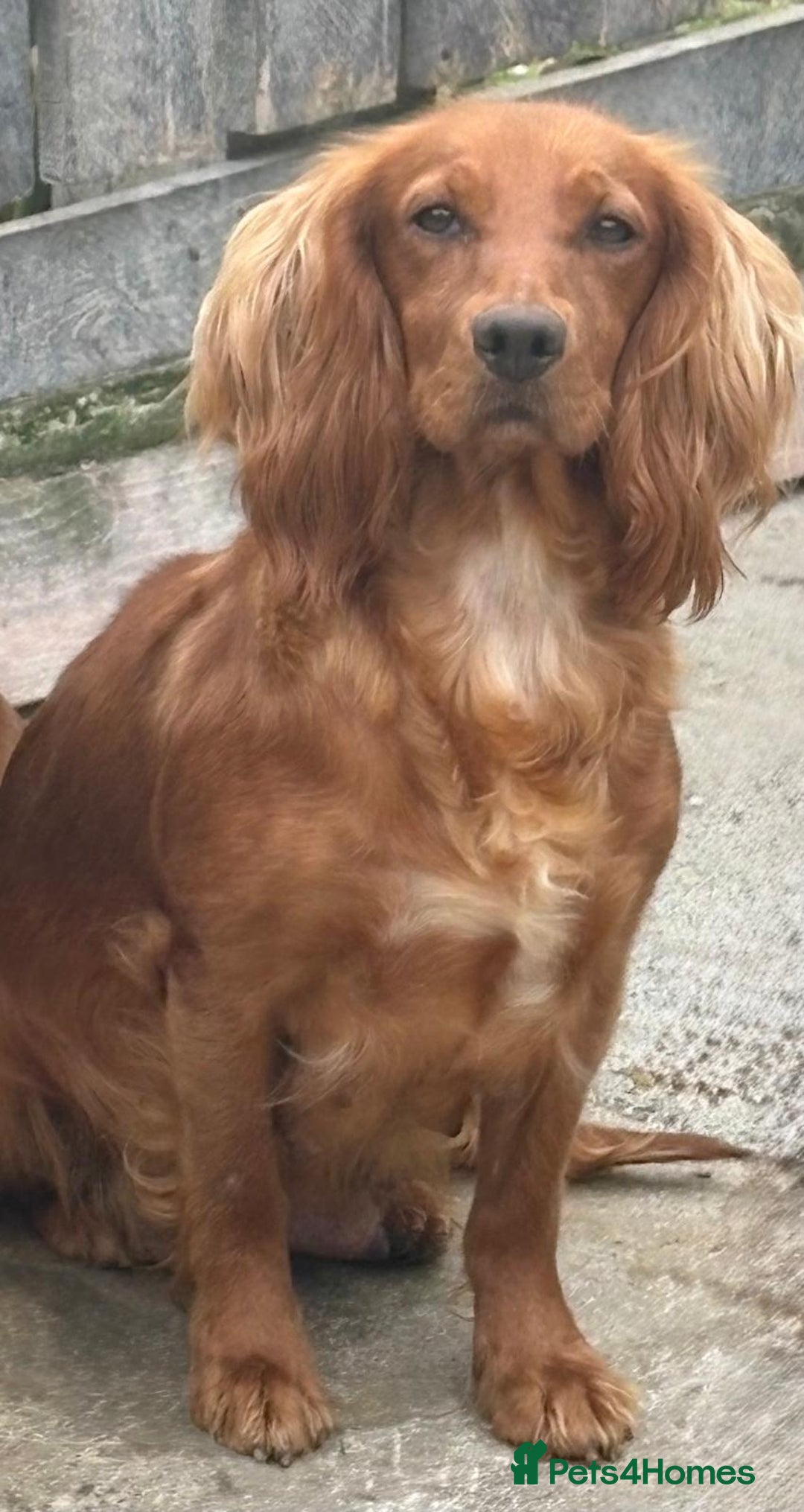 Cockapoo dogs for sale: Deep Red Cockapoos - Advert 26