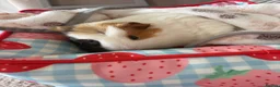 Guinea Pig rodents for sale: 2 Female Guinea Pigs  - Advert 4