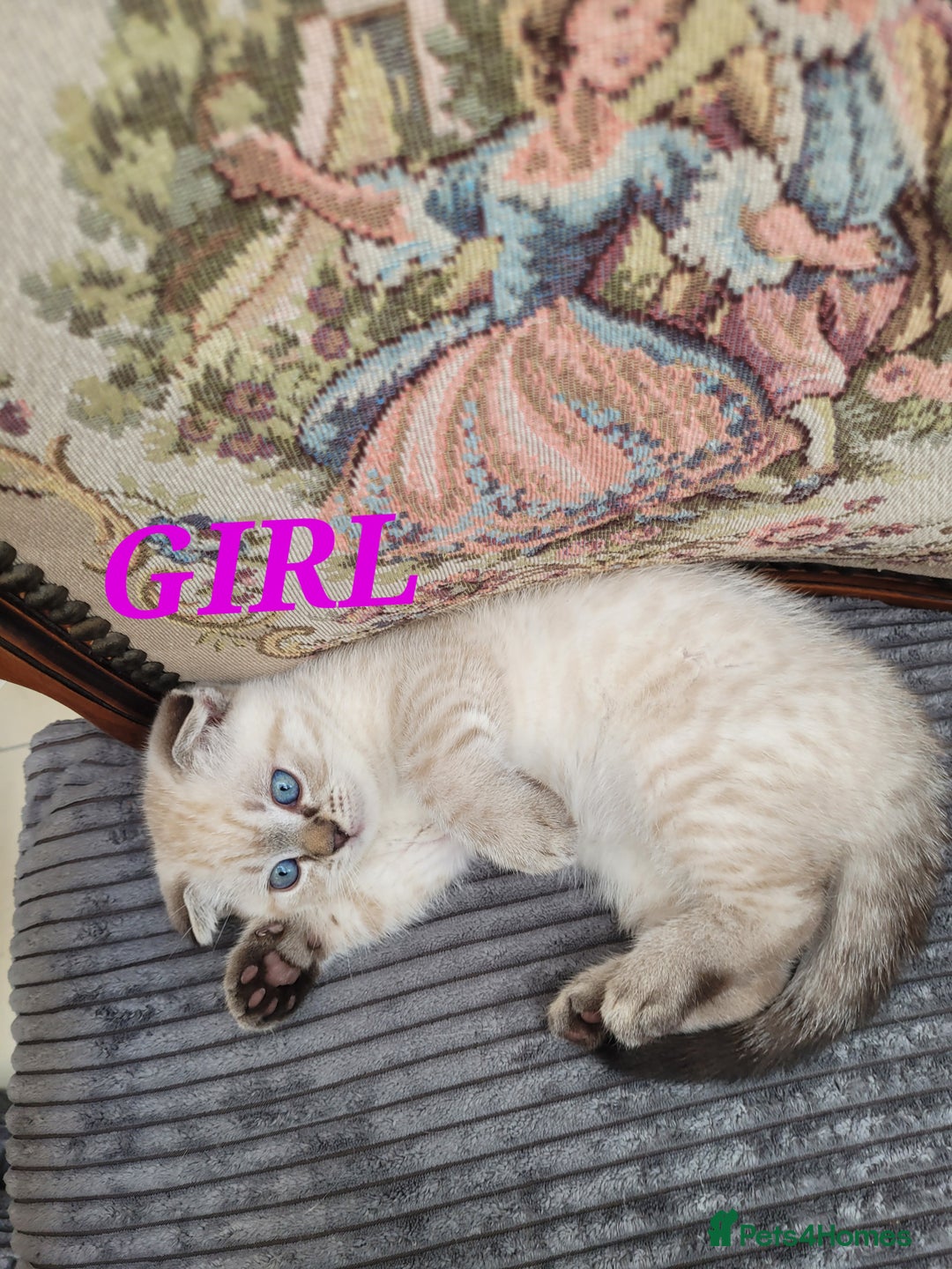 Scottish Fold cats for sale: Scottish fold kittens  - Image 15