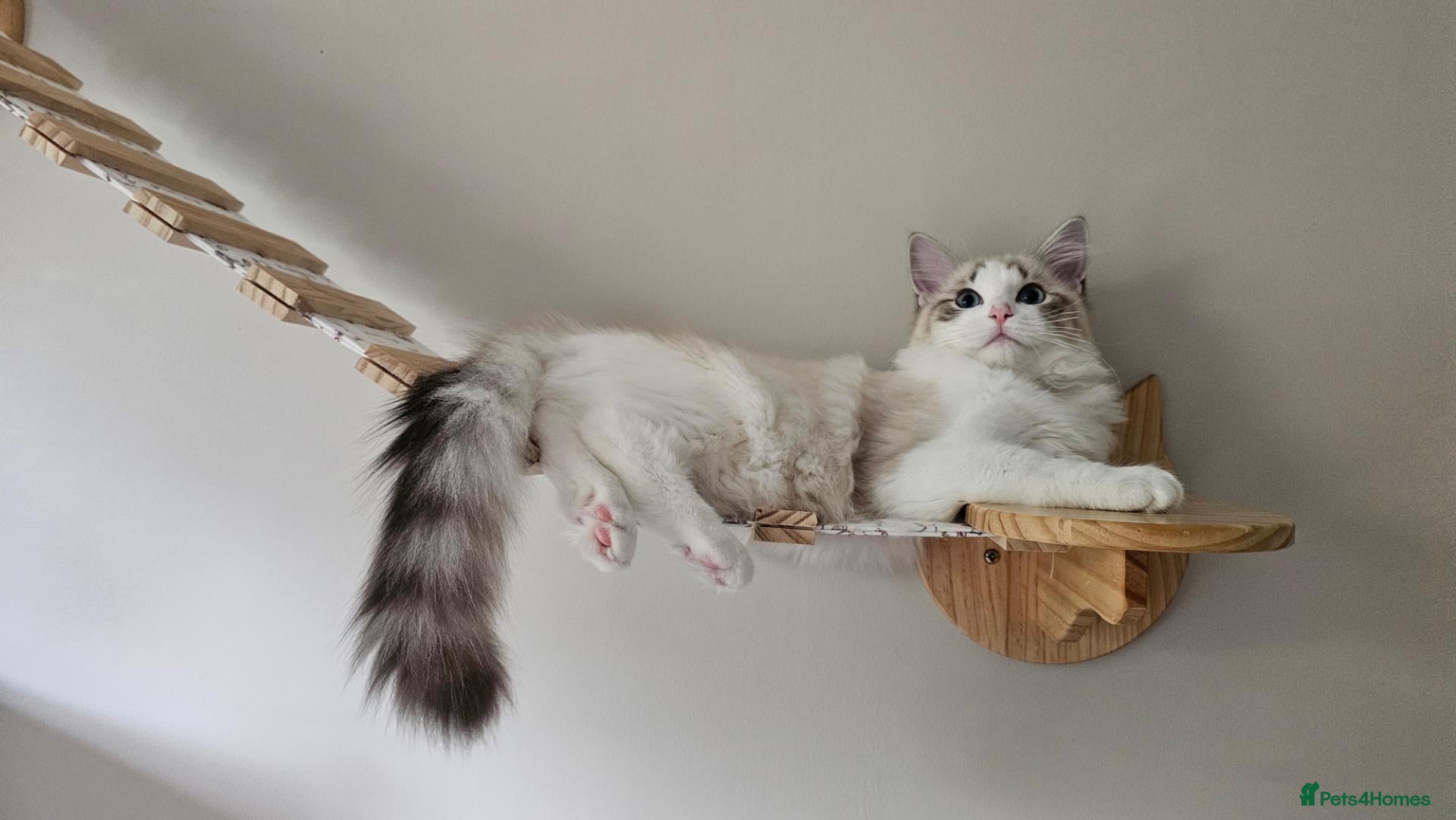 Ragdoll cats STUNNING GCCF REGISTRED RAGDOLLS - Advert 2
