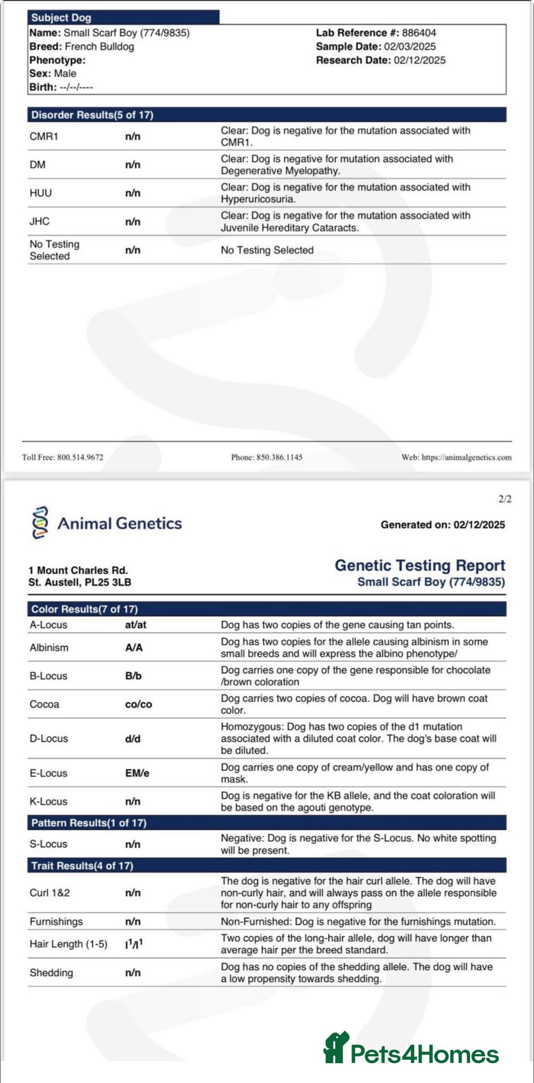 French Bulldog dogs for stud: 💕Rocco- pink fluffy boy for stud💕 - Advert 4