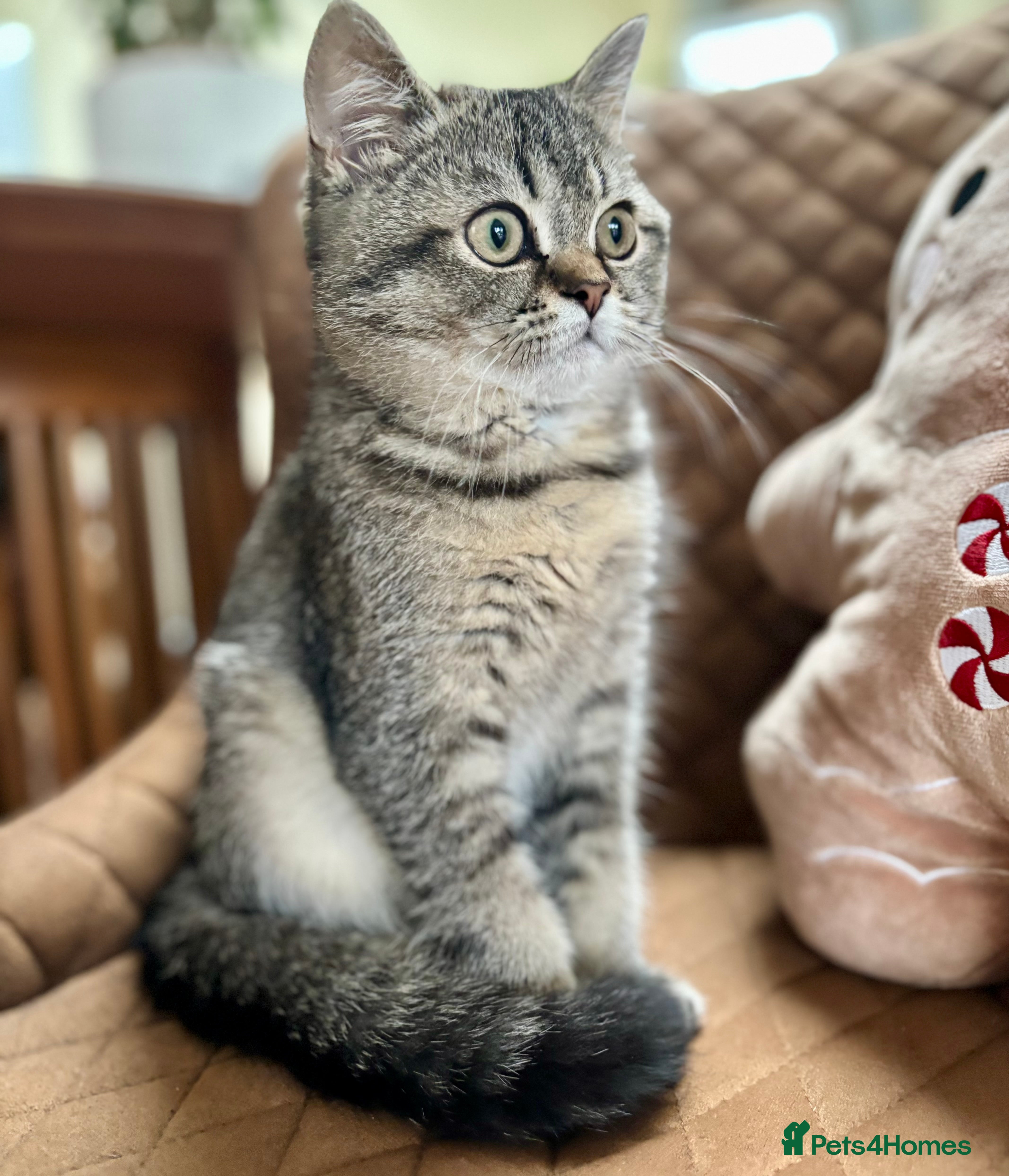 Scottish Fold cats 🌟🌟🌟🌟🌟Pedigree Scottish Fold Kittens - Advert 4