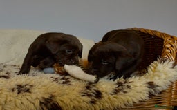 Labrador Retriever dogs for sale: Chocolate Labrador puppies, KC reg, health tested, - Image 9
