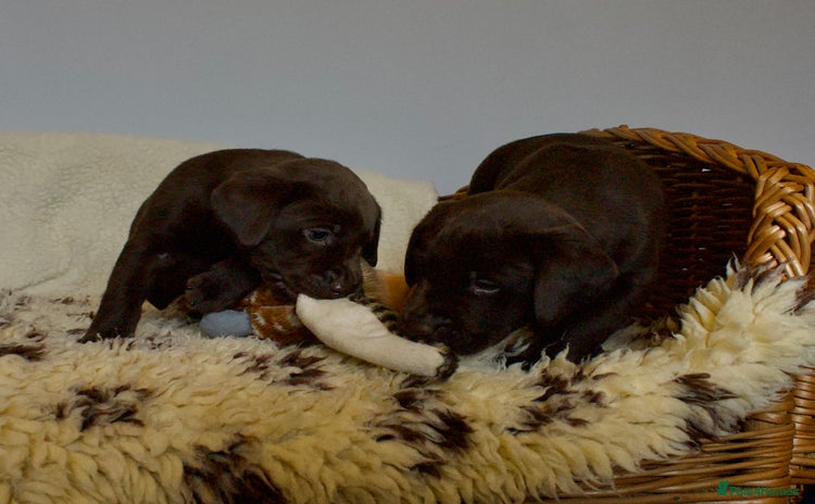 Labrador Retriever dogs - Advert 14