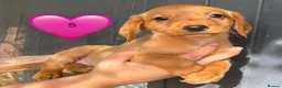 Cockerdor dogs for sale: DNA health tested golden Cockerdor pups - Advert 6