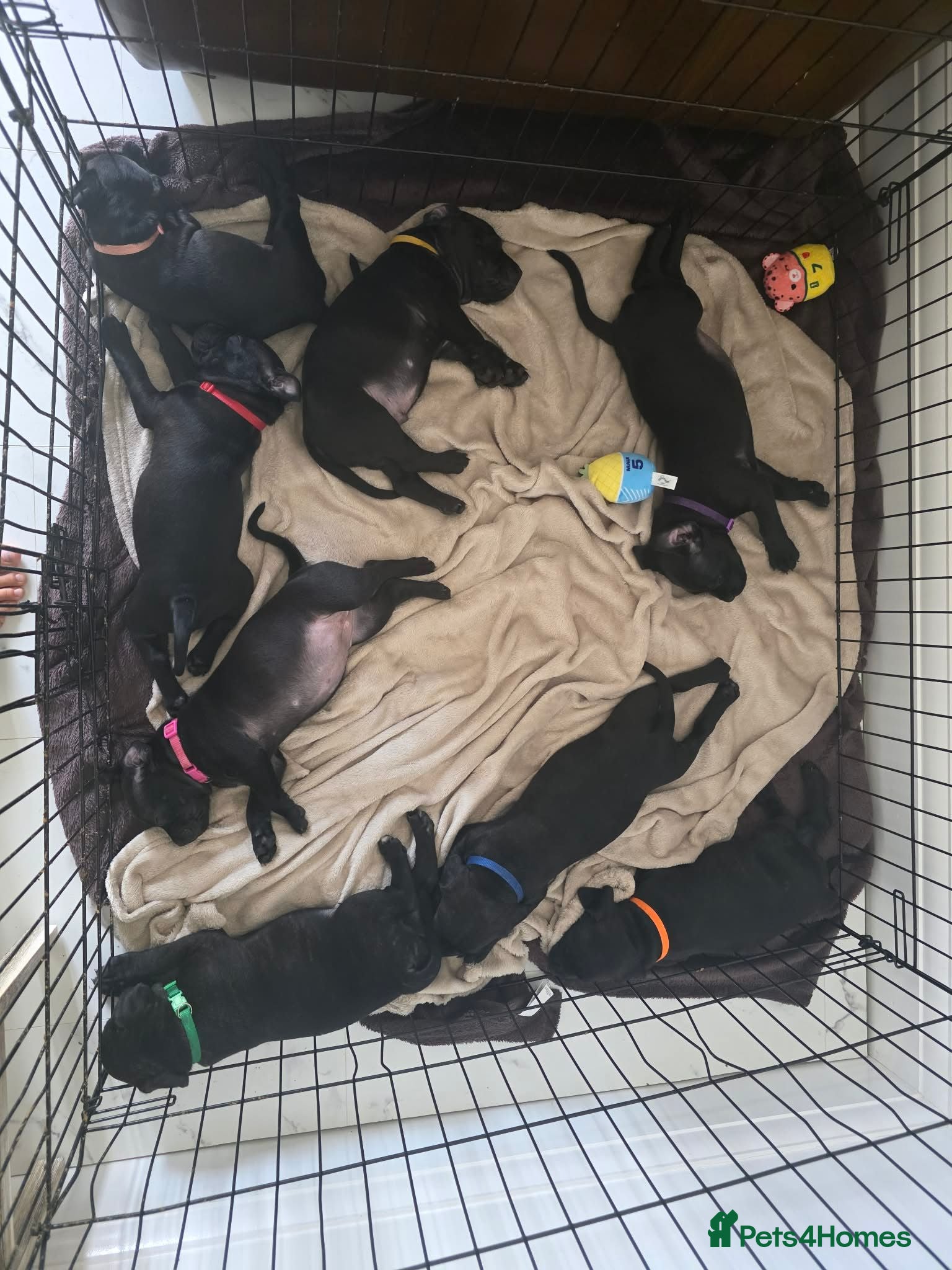 Staffordshire Bull Terrier dogs Staffordshire Bull terrier puppies 🐶  - Advert 7