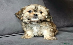 Shih Tzu dogs for sale: Shih Tzu Boys ready now - Image 3
