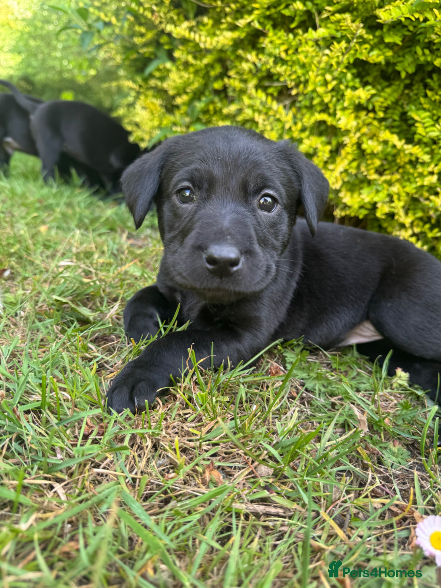 Labrador Retriever dogs KC Black Lab pups - Exceptional health tested - Advert 1