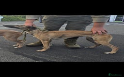 Lurcher dogs for sale: Saluki whippet x collie whippet grey - Image 1