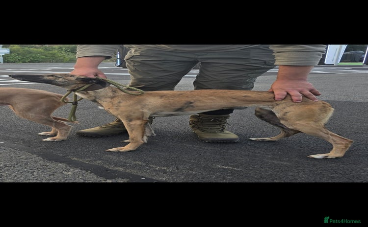 Lurcher dogs - Advert 1