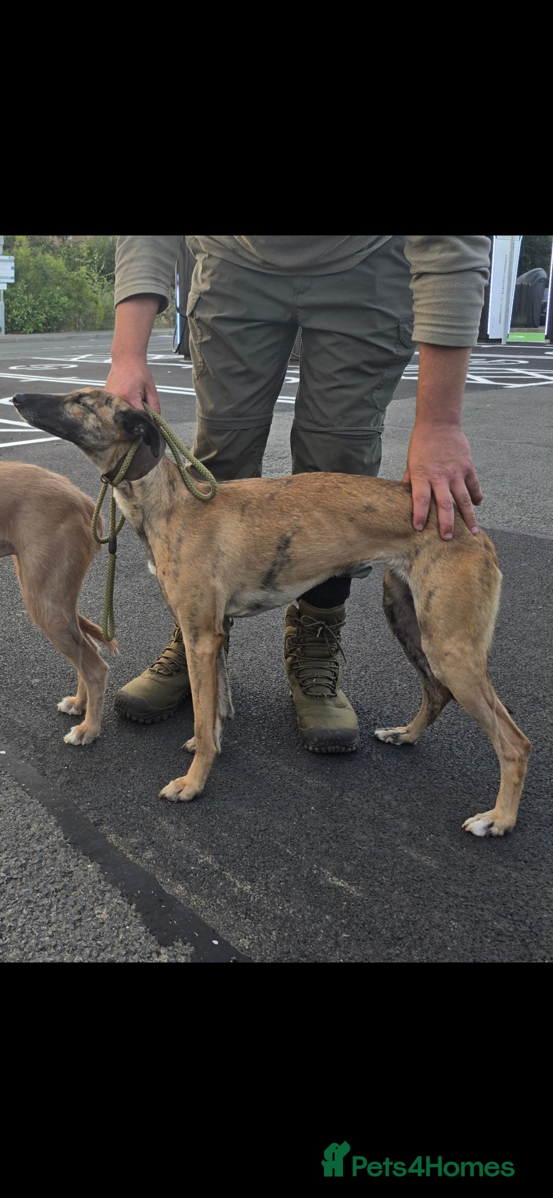 Lurcher dogs for sale: Saluki whippet x collie whippet grey - Image 1