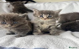Ragdoll cats for sale: Ragdoll kittens - Image 1