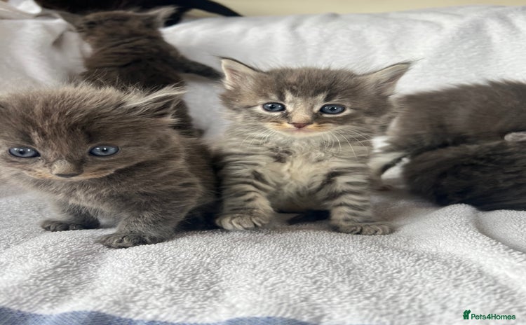 Ragdoll cats for sale - Advert 1