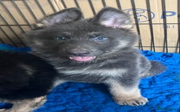 German Shepherd dogs for sale: KC Reg German Shepherd Puppies - Stunning colours  - Image 4
