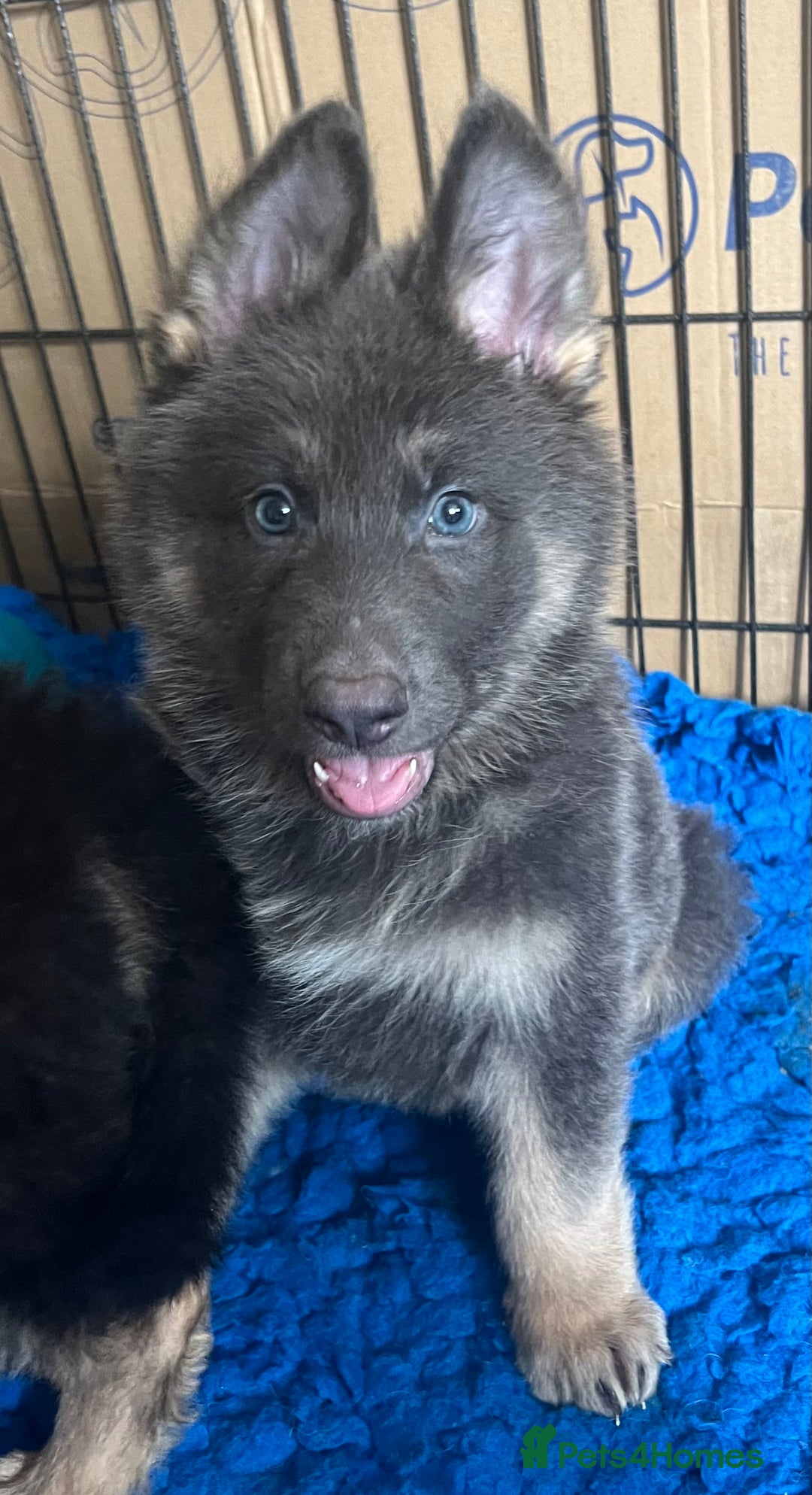 German Shepherd dogs for sale: KC Reg German Shepherd Puppies - Stunning colours  - Image 4