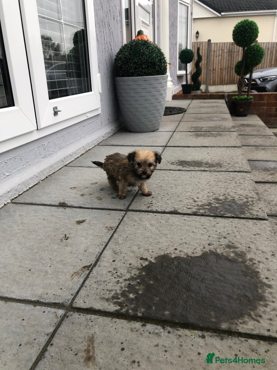 Jackapoo dogs for sale: 6 beautiful jackapoo pups - Image 14