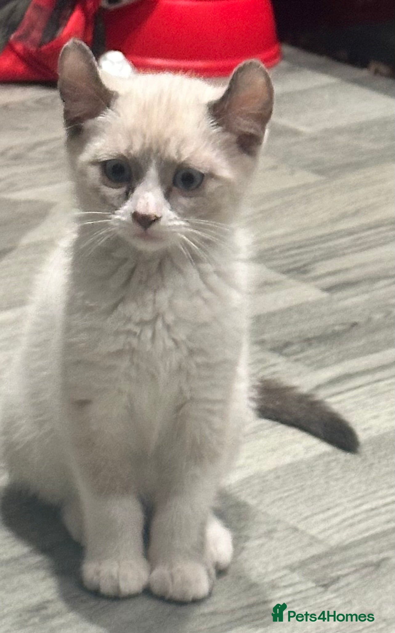 Mixed Breed cats Final two kittens ready to go! - Advert 4