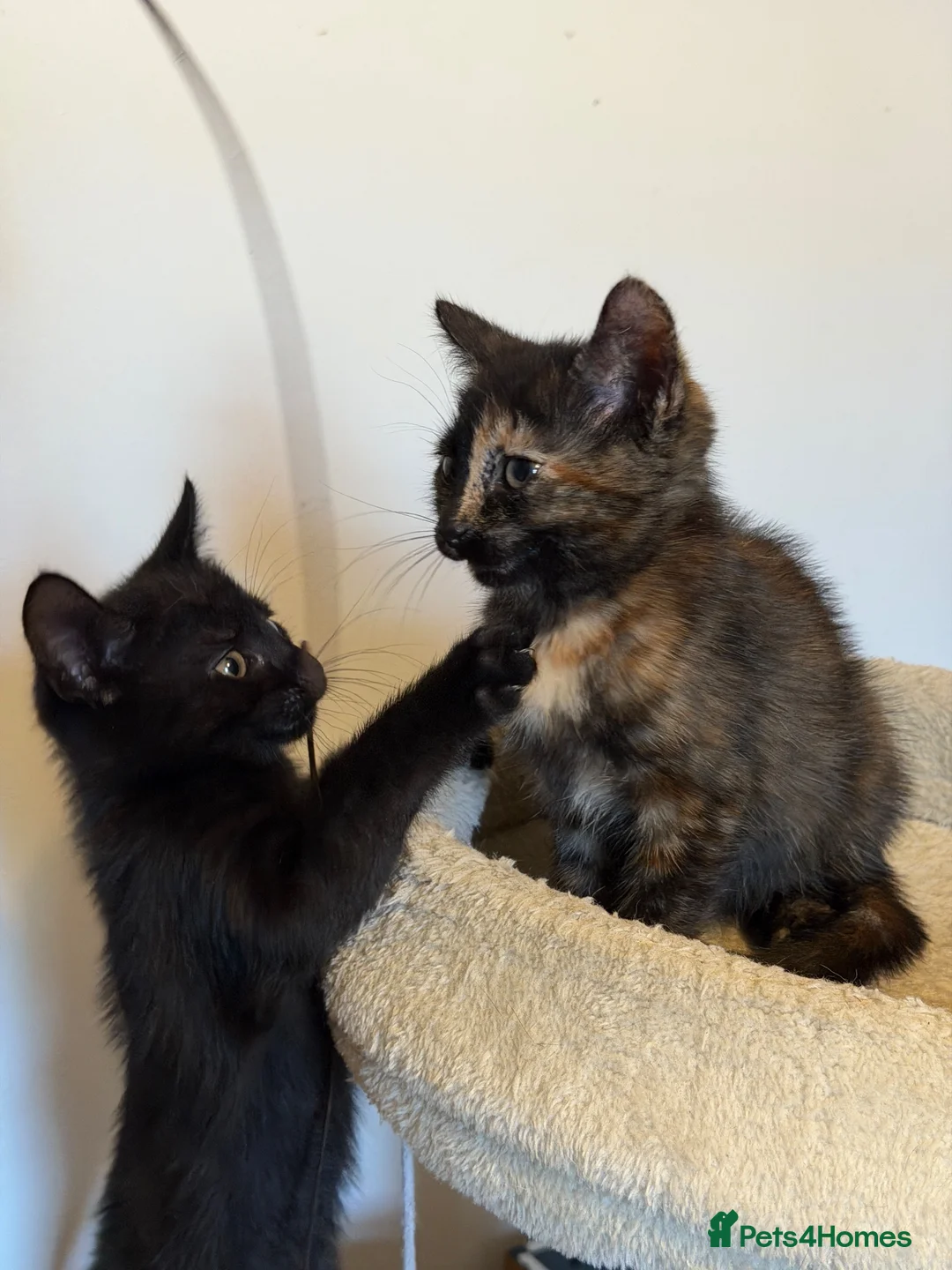 British Shorthair cats for sale: 2-Month-Old Kittens – Looking for Loving Home - Advert 2