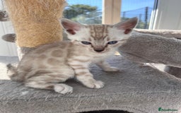 Bengal cats for sale: 3 Pedigree Bengal kittens, Male, for sale - Image 4