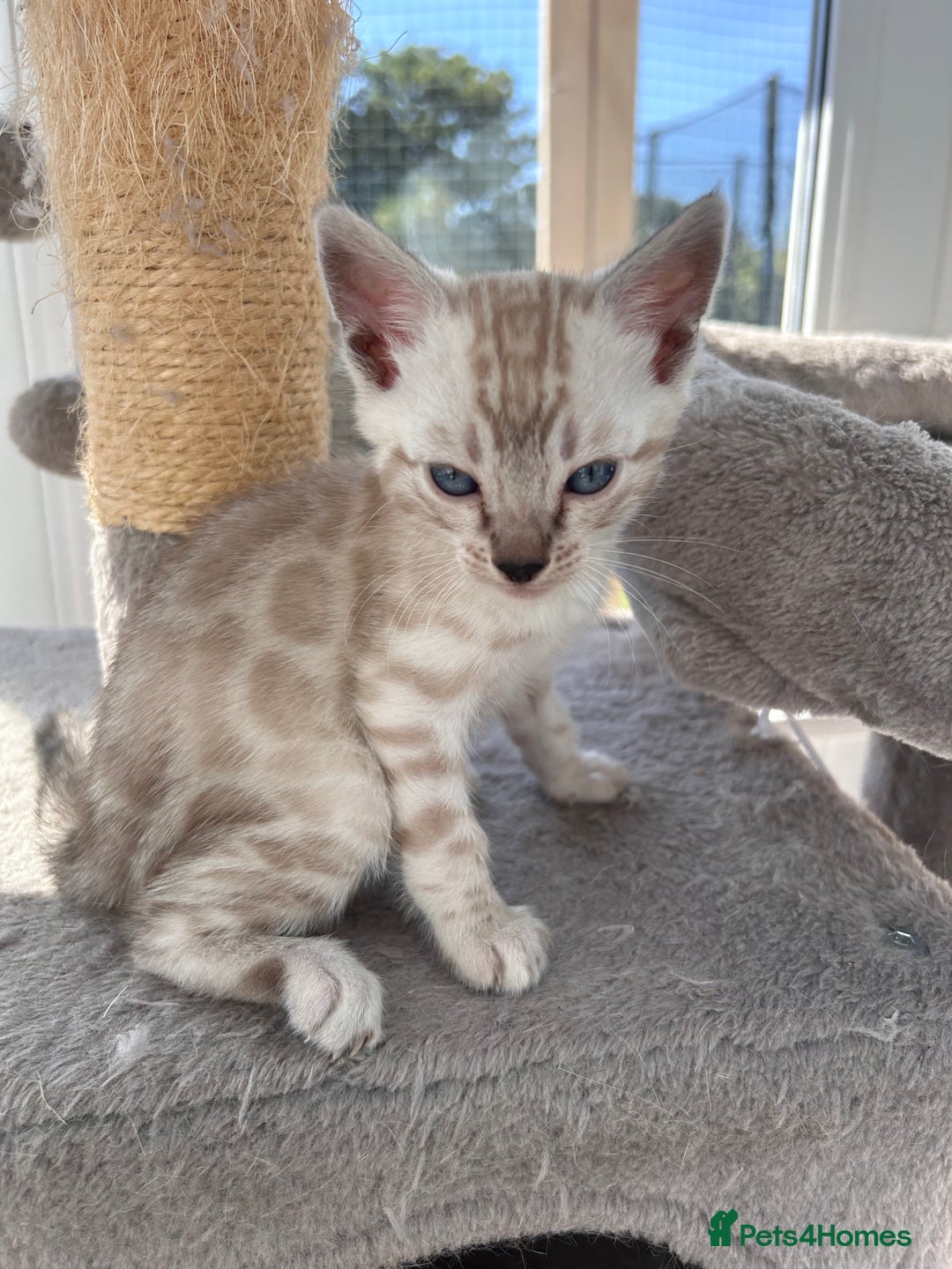 Bengal cats for sale: 3 Pedigree Bengal kittens, Male, for sale - Image 4