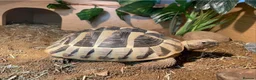 Hermann Tortoise reptiles for sale: Male Herman tortoise in Filey - Advert 2