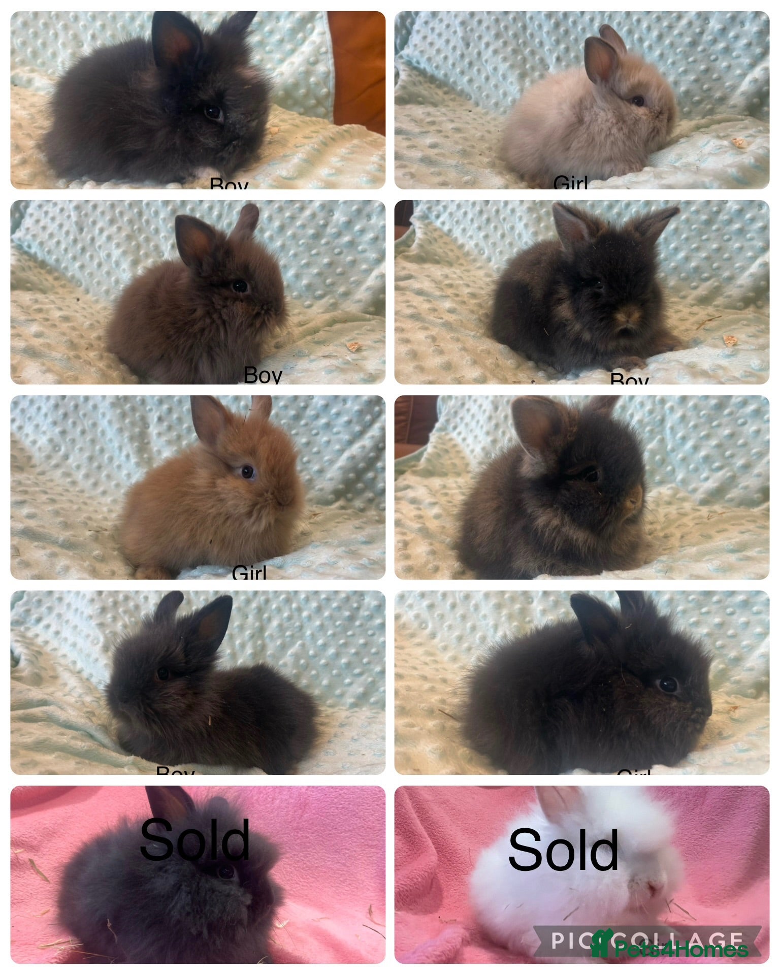 Lionhead rabbits Mini double maned lionheads £30-£75 - Advert 1