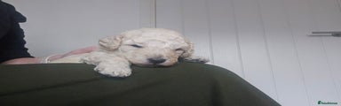 Toy Poodle Puppy 2