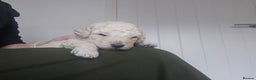 Toy Poodle dogs for sale: Beautiful toy/miniature poodle puppies. - Advert 13
