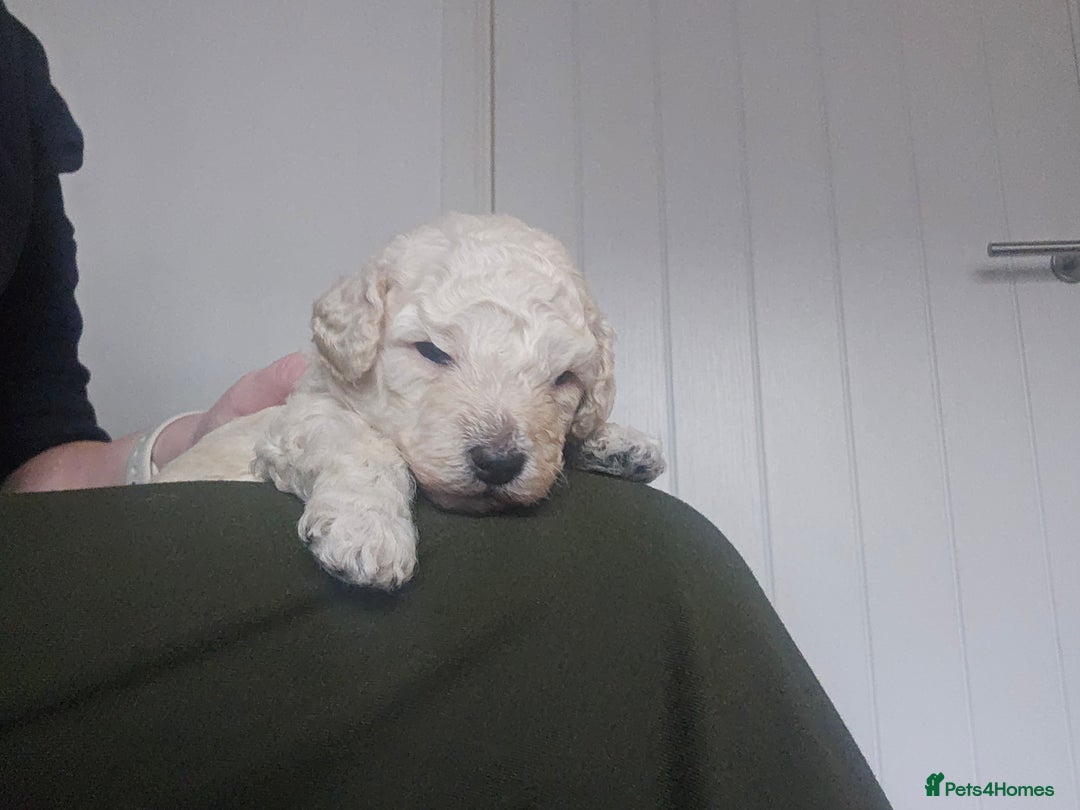 Toy Poodle dogs for sale: Beautiful toy/miniature poodle puppies. - Advert 13