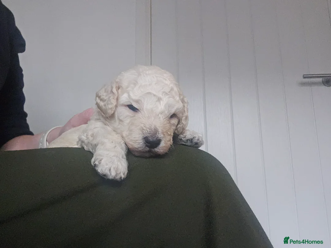 Toy Poodle dogs for sale: Now Ready for their forever loving home - Advert 19