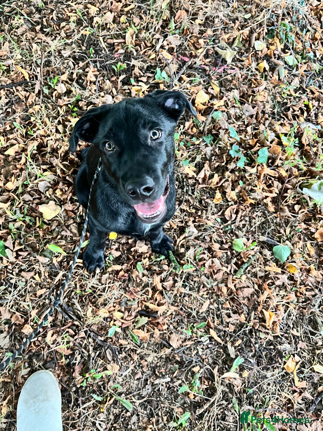 Mixed Breed dogs for sale: 6 month old Sheprador for sale  - Advert 9