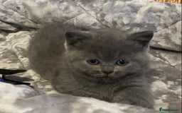 British Shorthair cats for sale: (READY NOW)EXCEPTIONAL PURE BREED BSH - Image 23