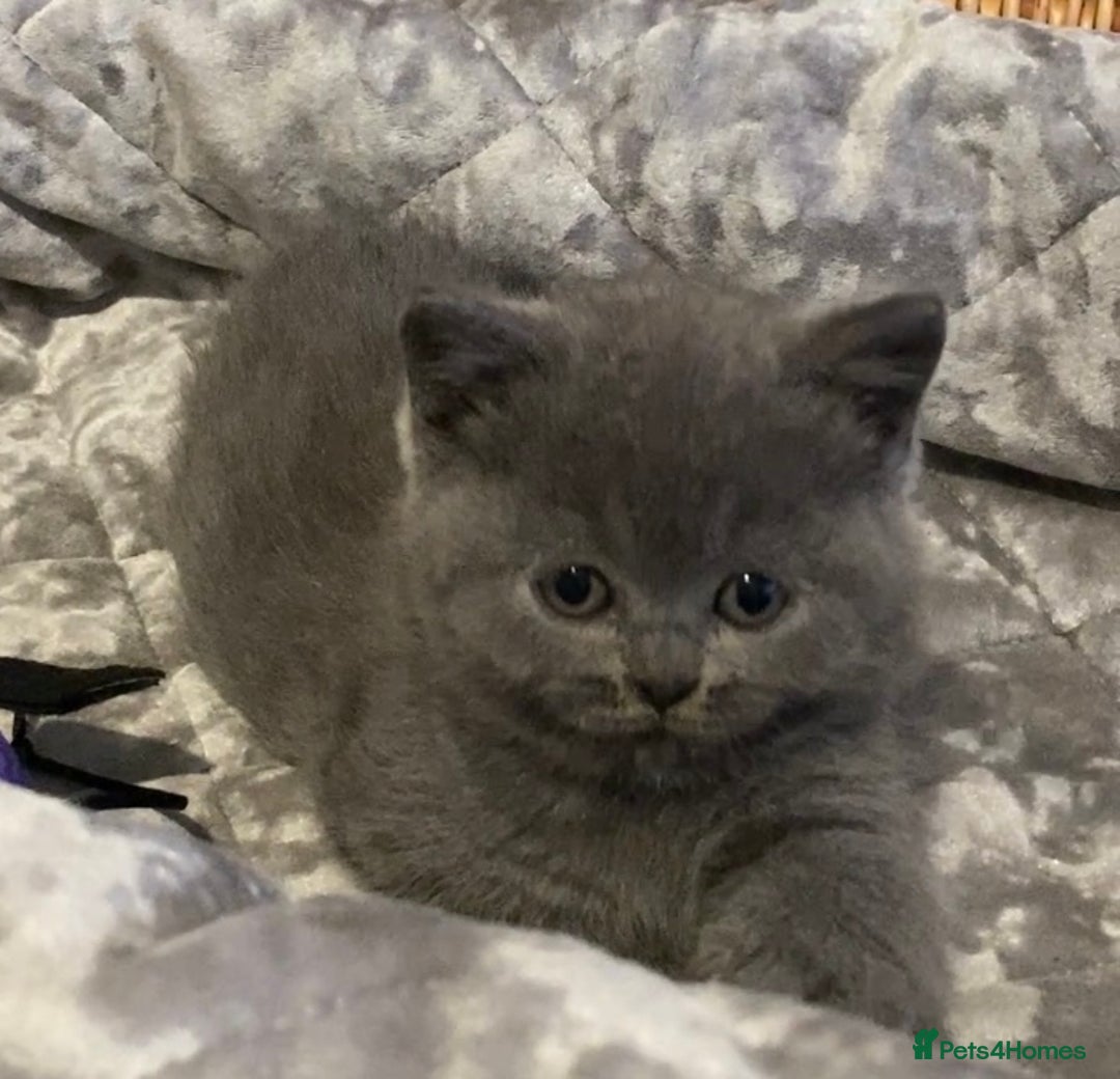 British Shorthair cats for sale: (READY NOW)EXCEPTIONAL PURE BREED BSH - Image 23